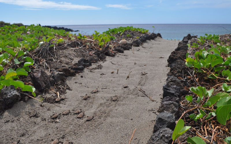 Pohue Hatchling Runway