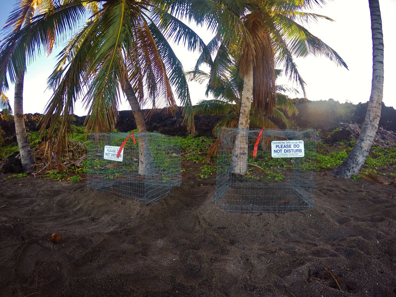 Nest cages covering turtle nests