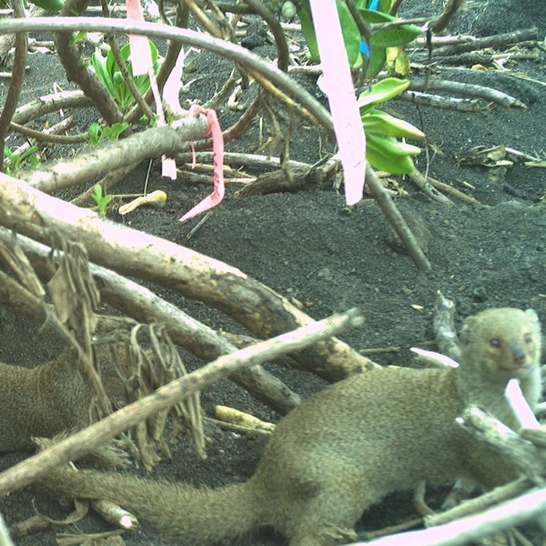 Mongoose