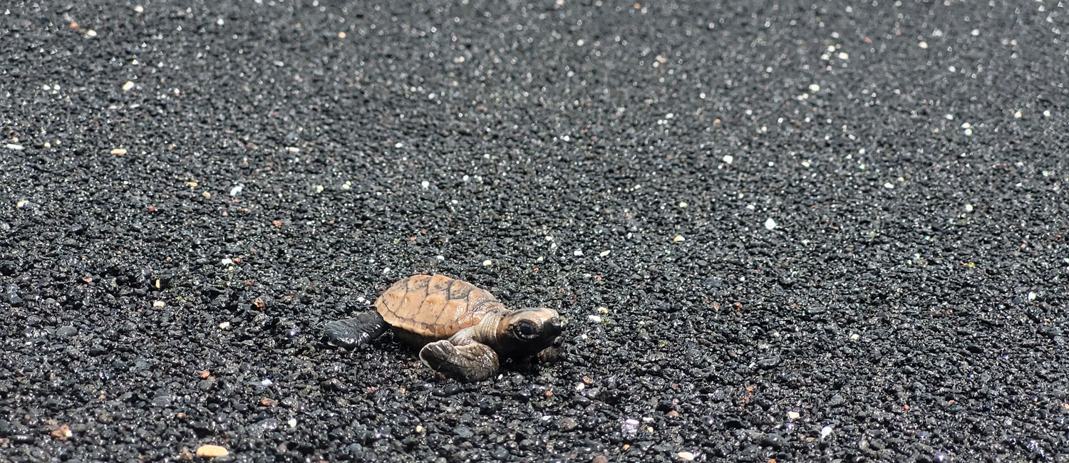 baby turtle