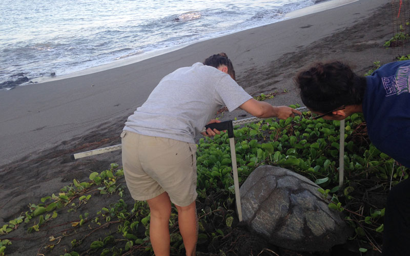 Measuring turtle